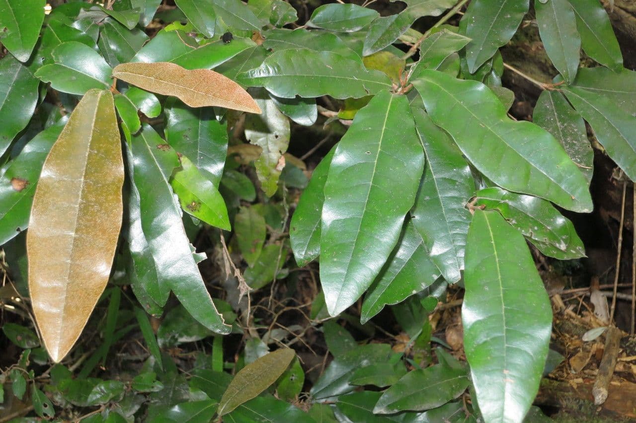 Aextoxicon punctatum 20