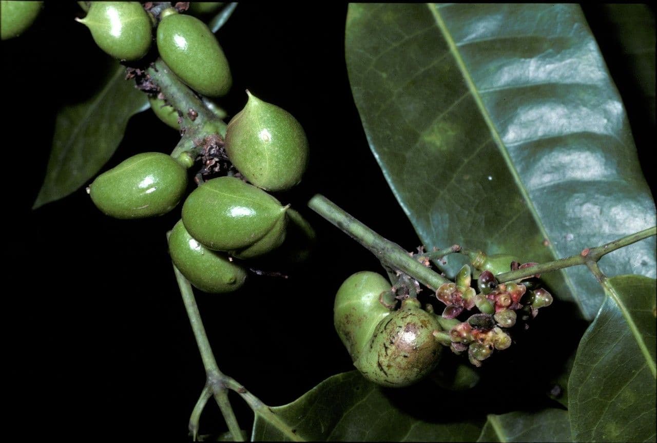 Protium heptaphyllum 2