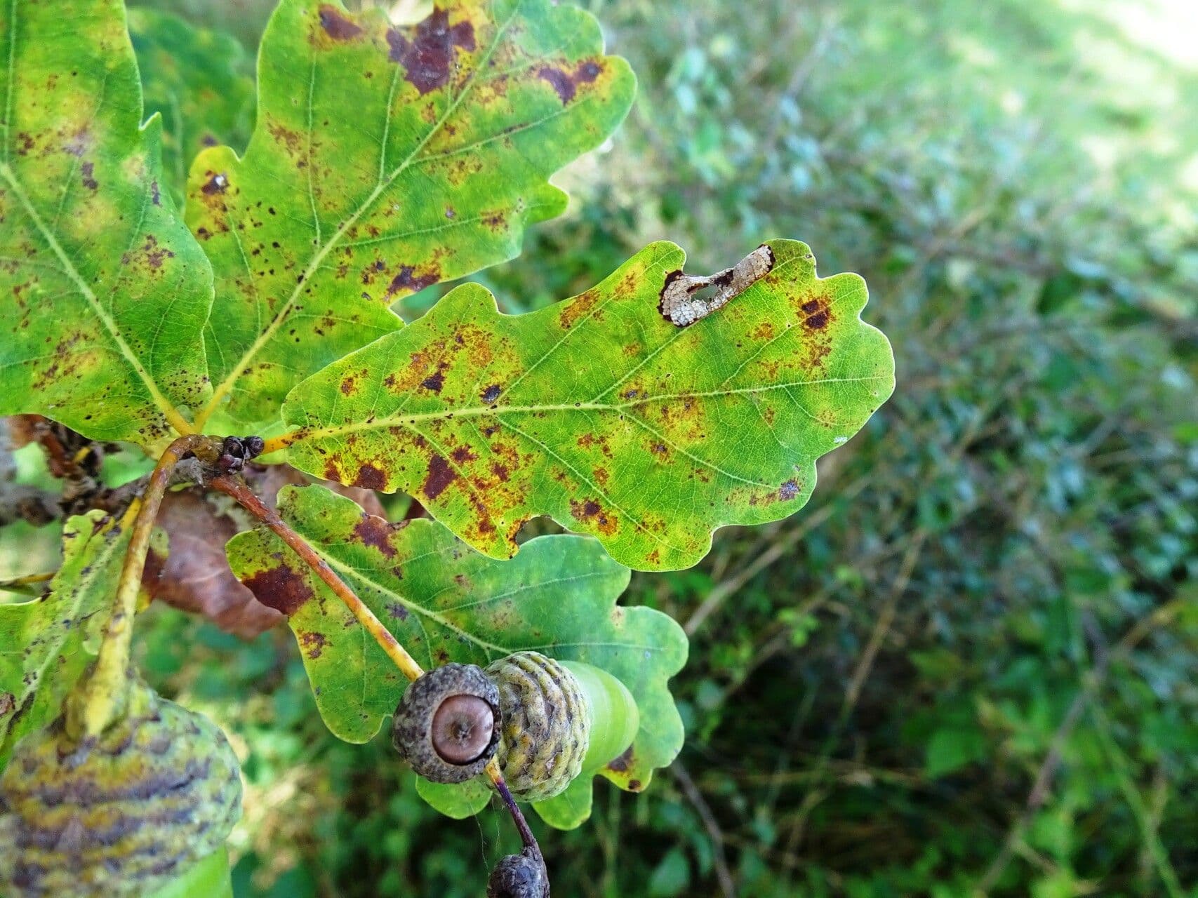 Quercia comune 26