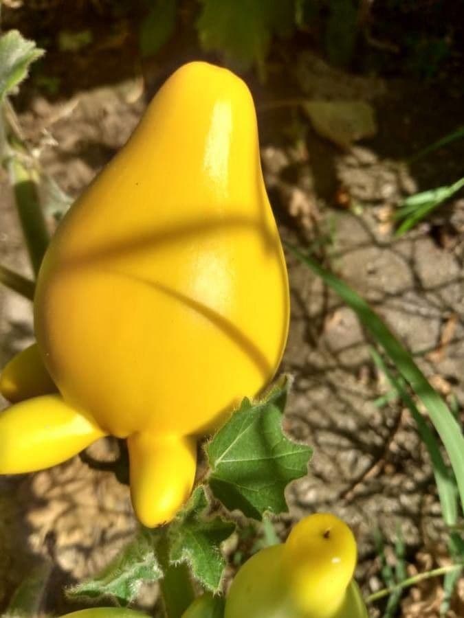 Solanum mammosum 3