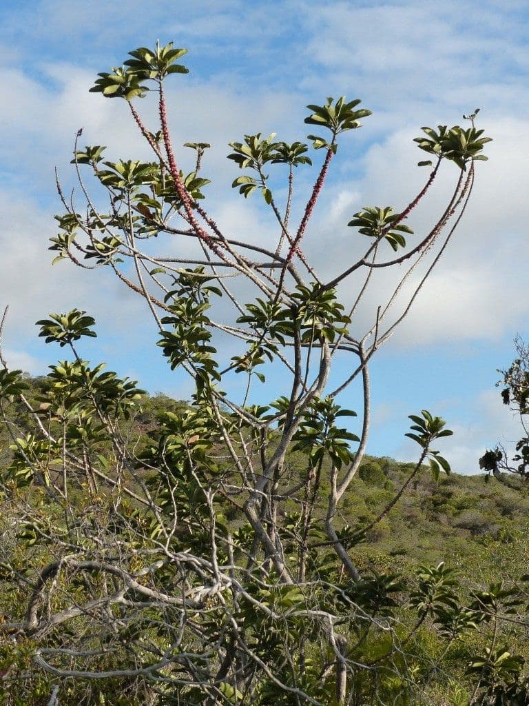 Blanchons Pycnandra 8
