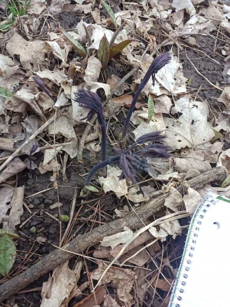 Caulophyllum 19
