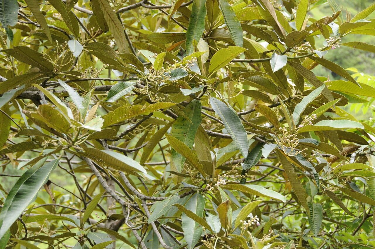 Saurauia 9