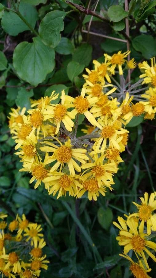 Tephroseris helenitis 10