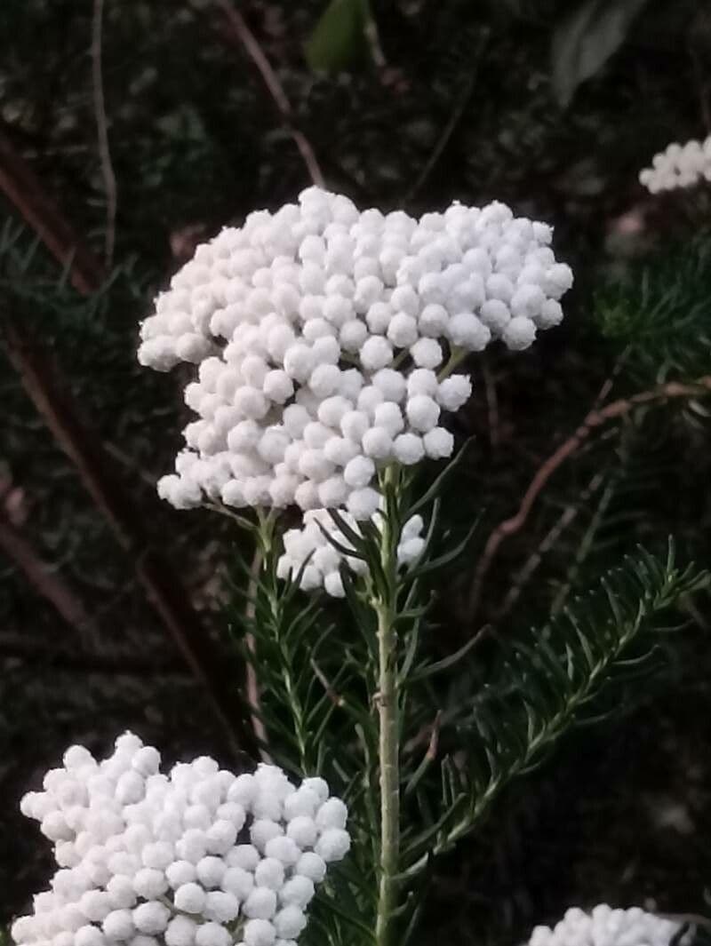 Ozothamnus diosmifolius 3