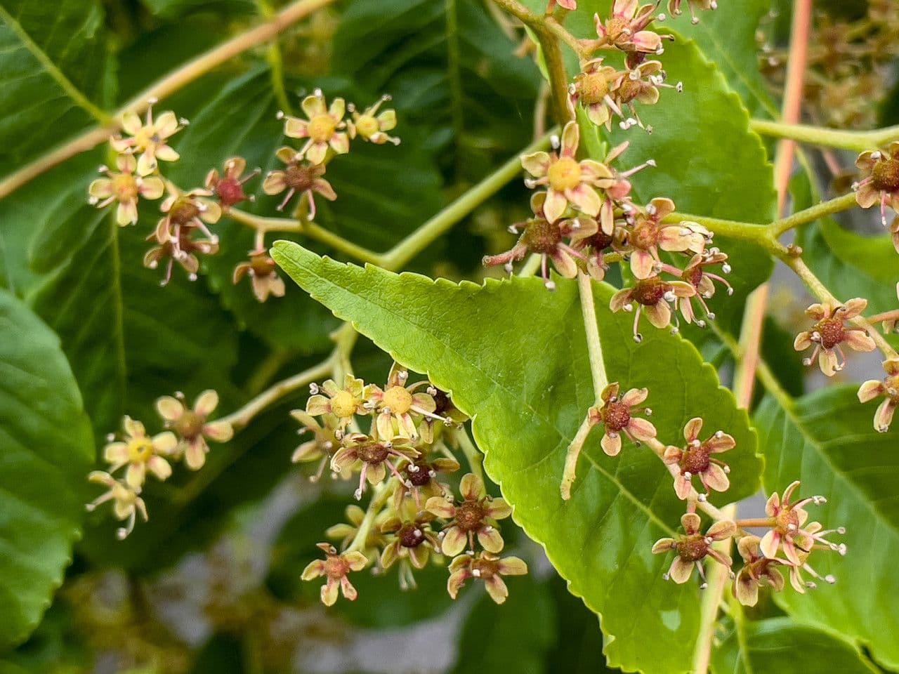 Albero amaro