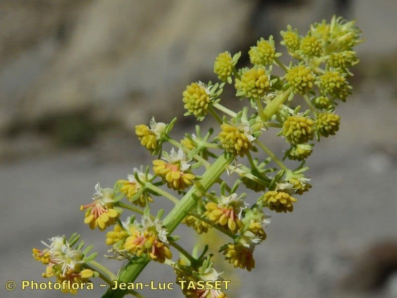 Reseda 8