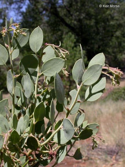 Arctostaphylos 13
