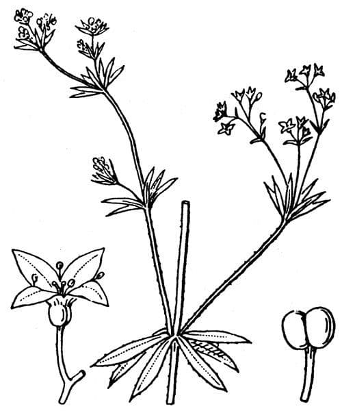 Caglio delle paludi 21
