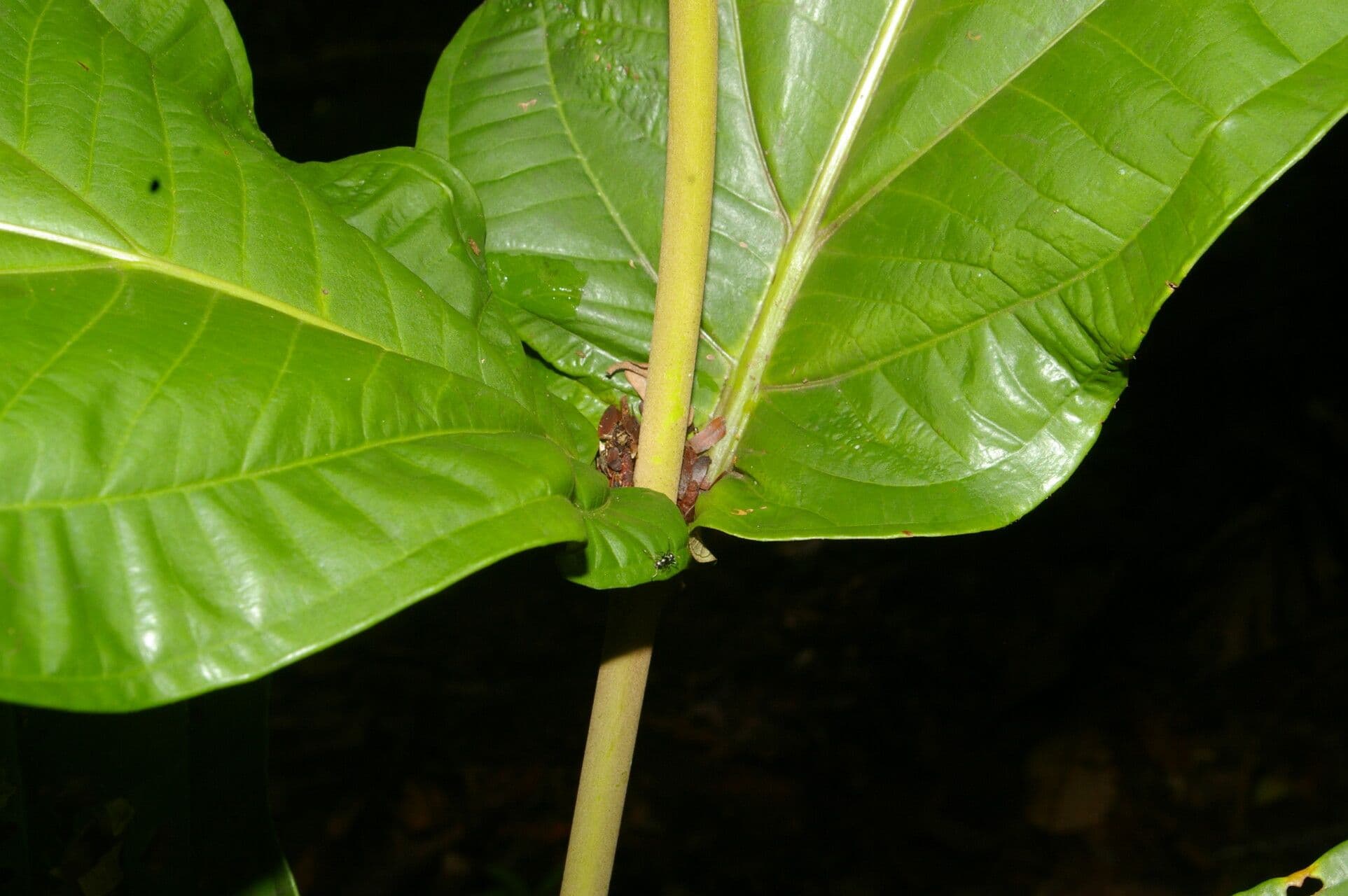 Miconia