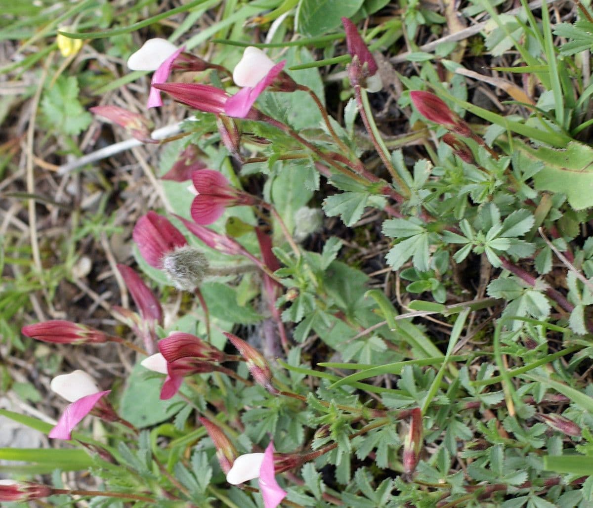 Ononis cristata 11