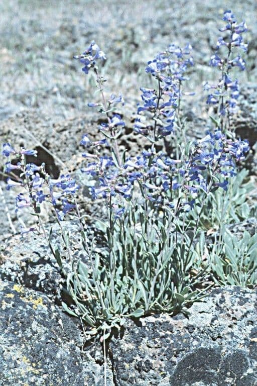 Penstemon basso 10