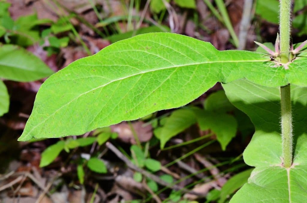 Triosteum perfoliatum 17