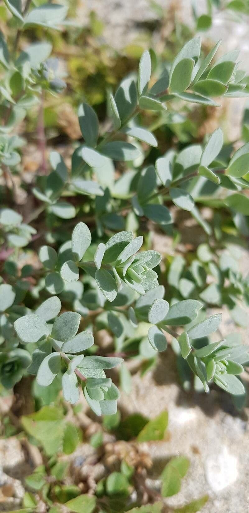 Linaria 17