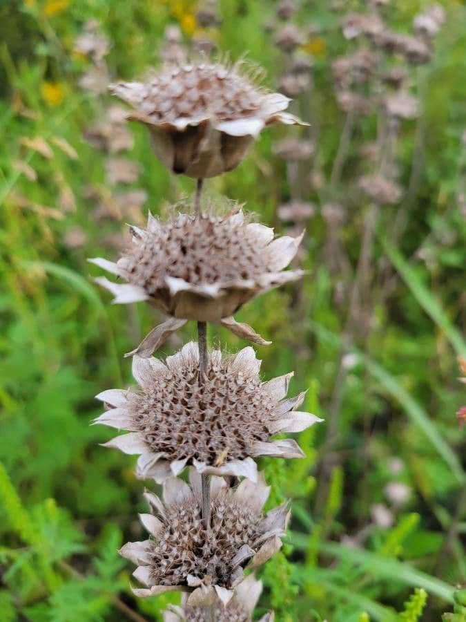 Monarde citronnée 3