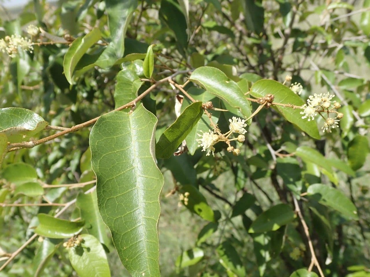 Croton dicogamo 16