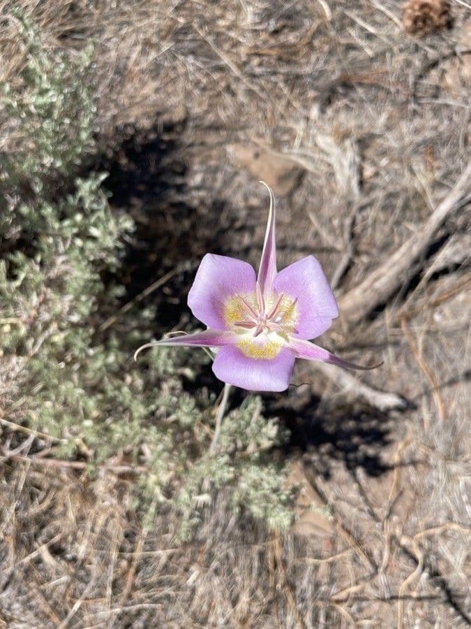 Calochortus macrocarpus 5