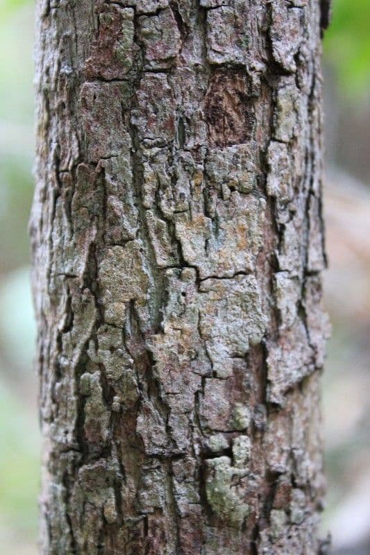 Erythroxylum 17