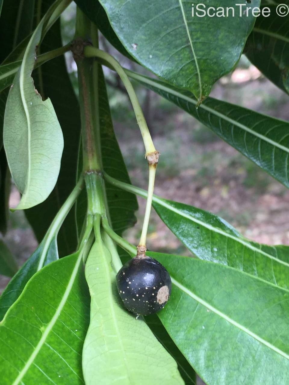 Rauvolfia