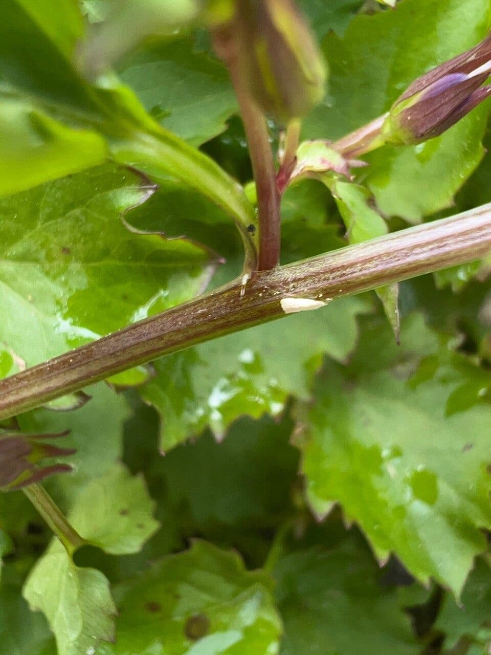 Kriechende Glockenblume 20