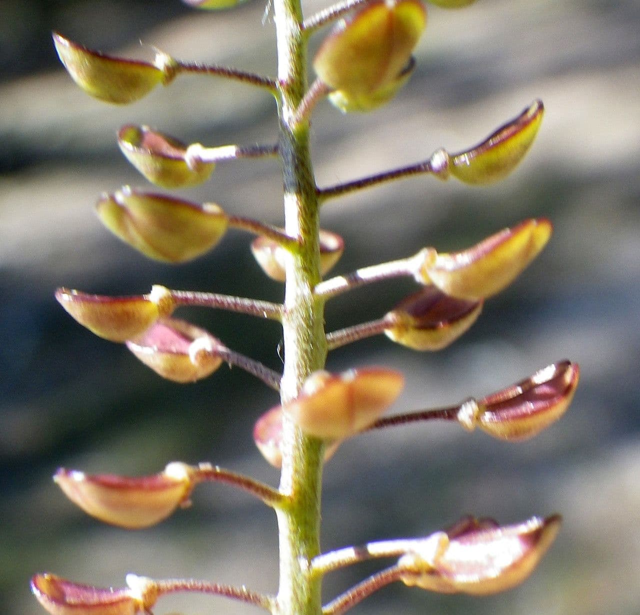 Teesdalia coronopifolia 4