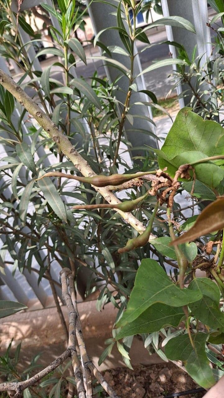 Kaffer-Korallenbaum