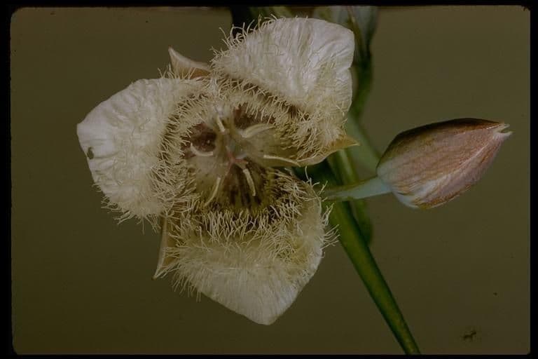 Calochortus 7