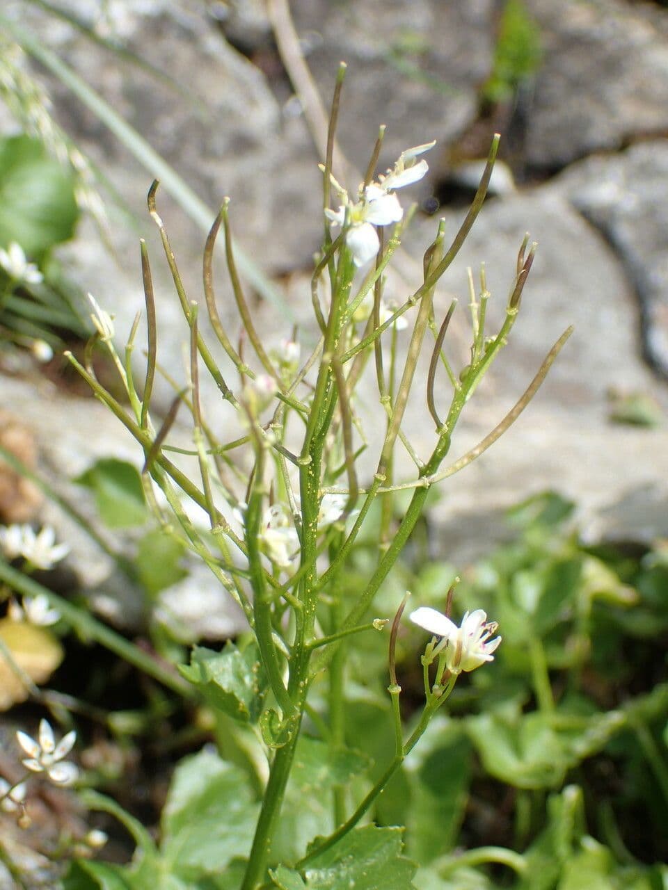 Gadia asarifolia 2
