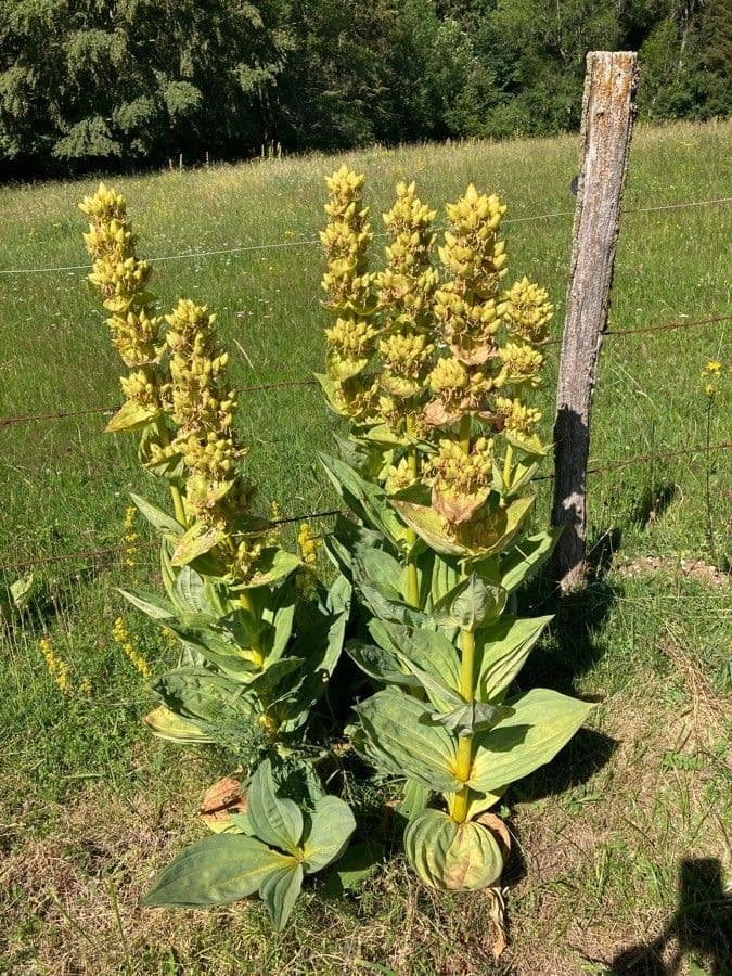Genziana maggiore 5