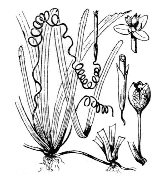 Vallisneria a spirale 19