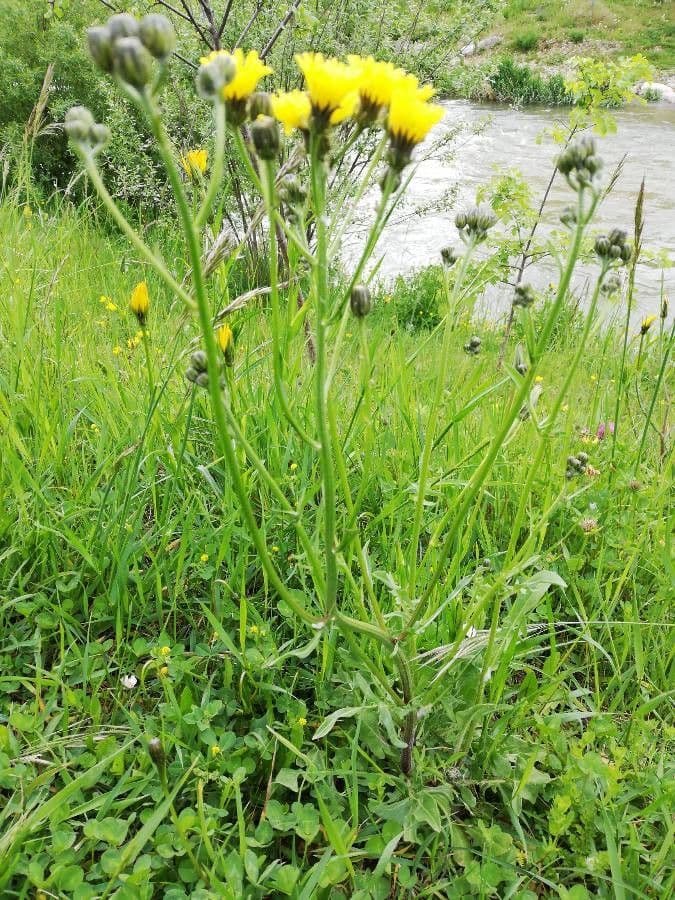 Radicchiella bienne 12