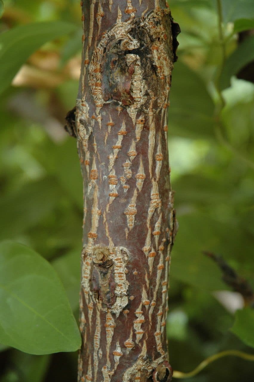 Essigbaum 5