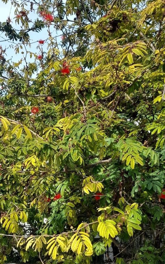 Calliandra di Tweed 6