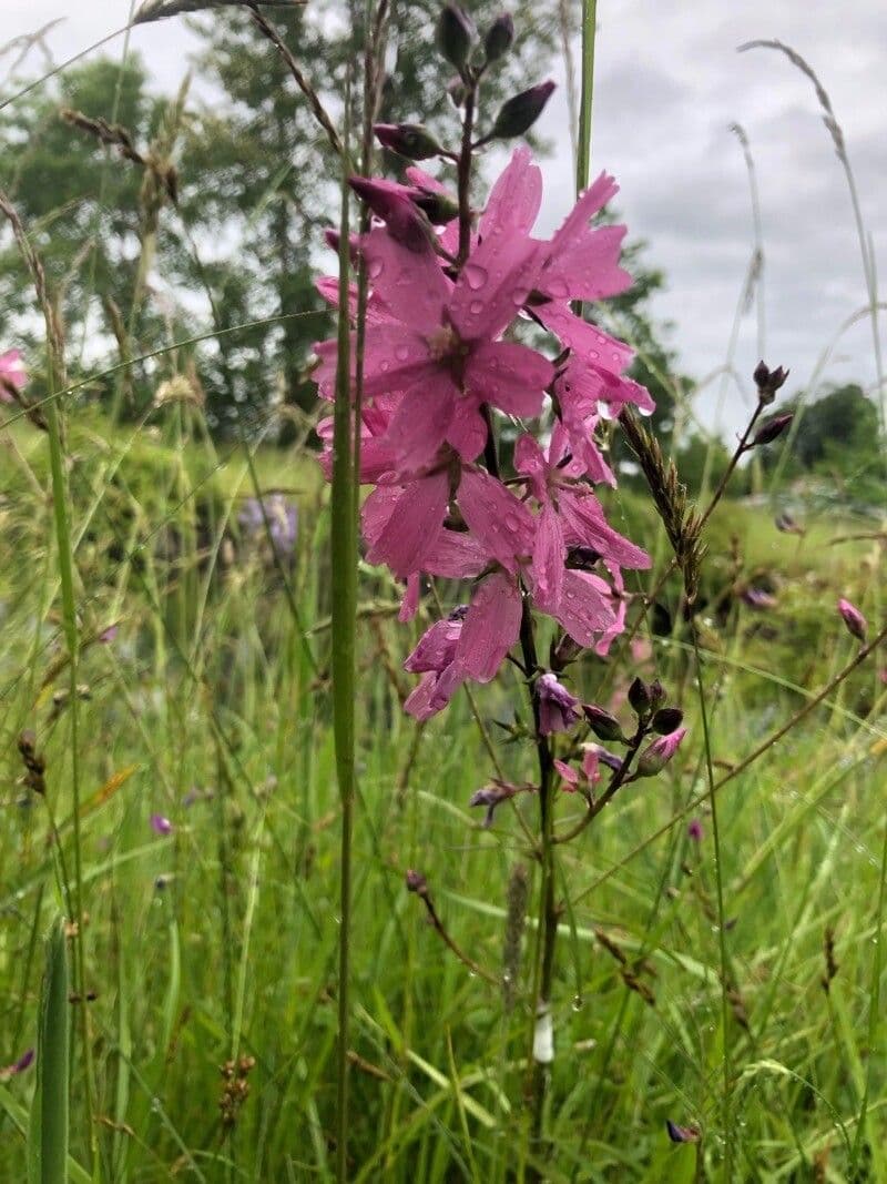 Sidalcea 3