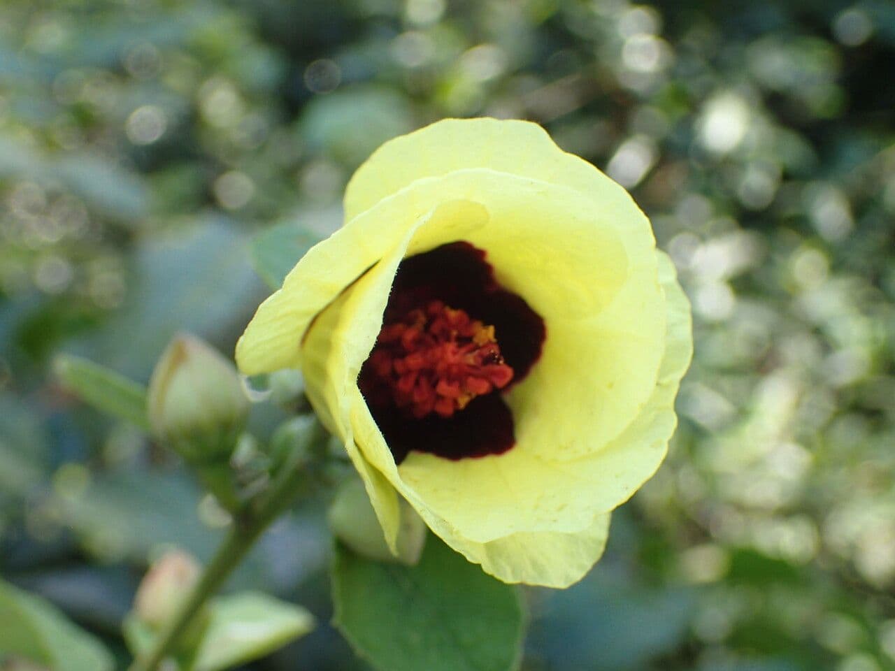 Eibisch