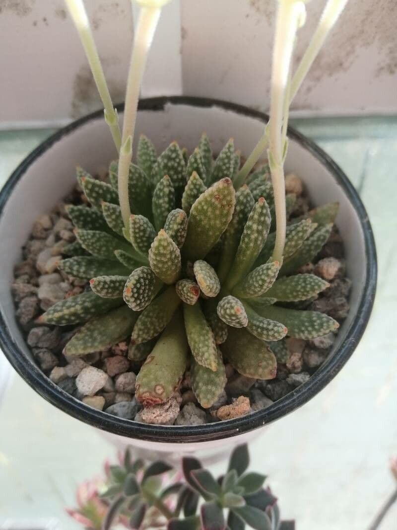 Crassula 2