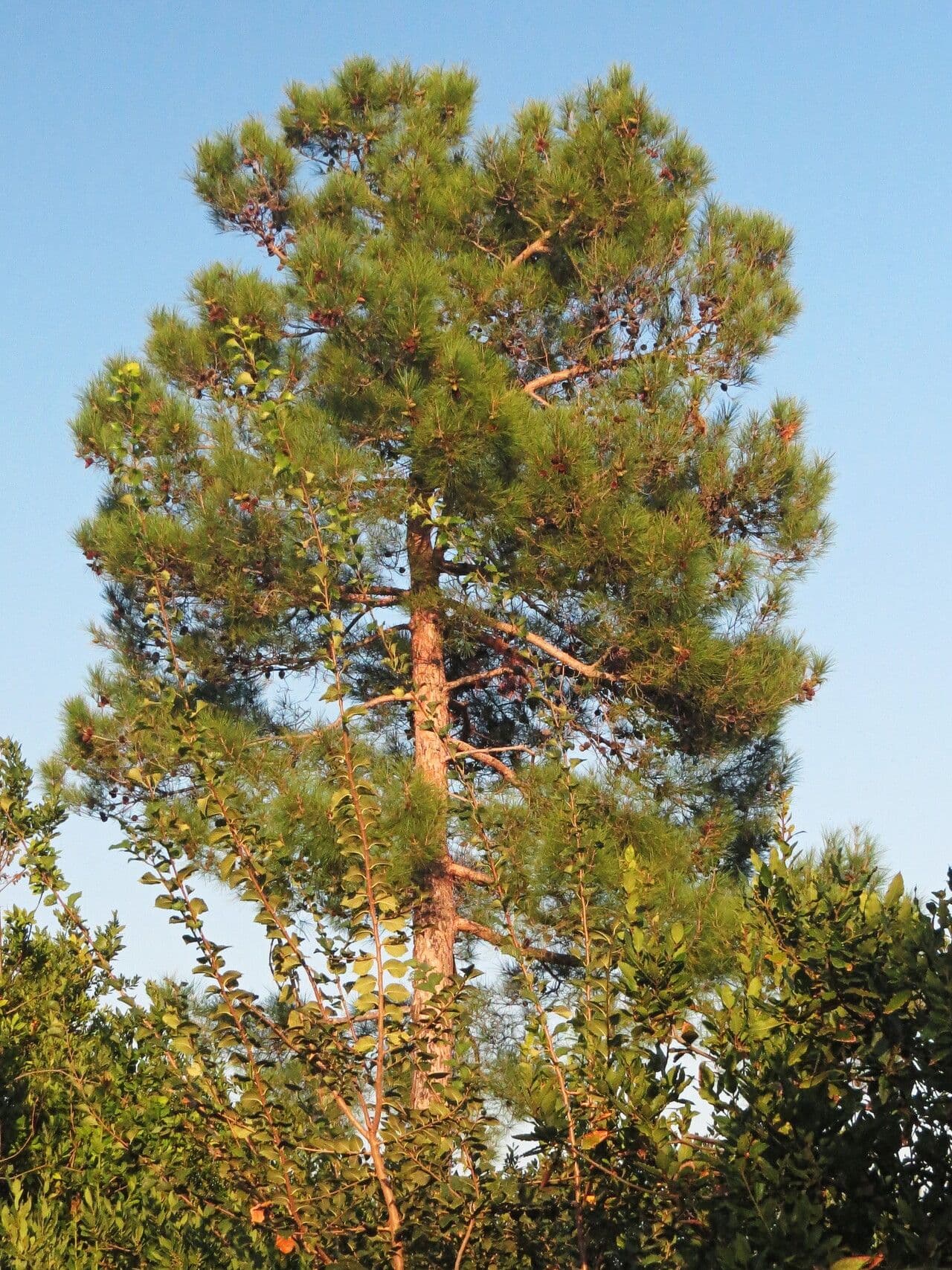 Sosna japońska 10