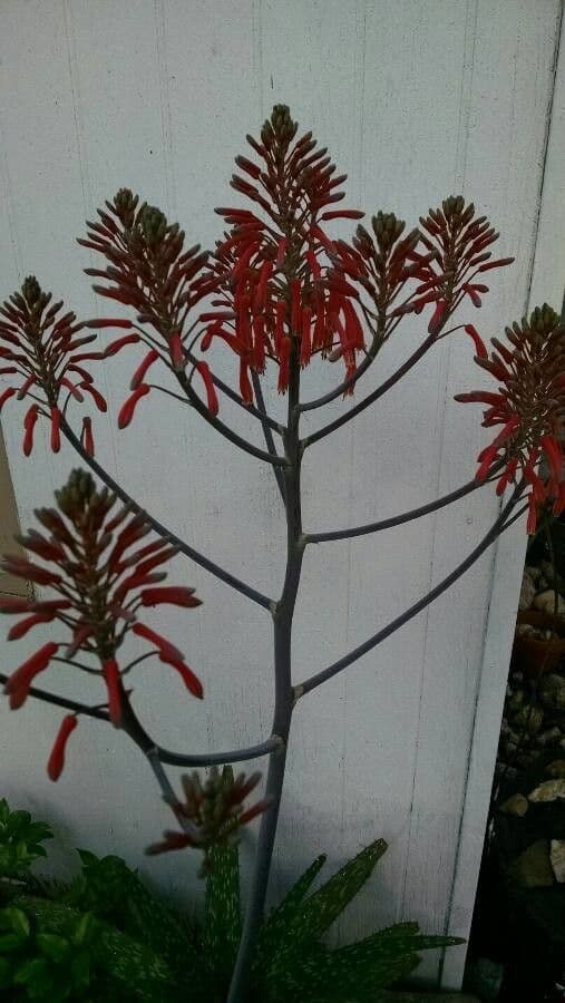Aloe 10
