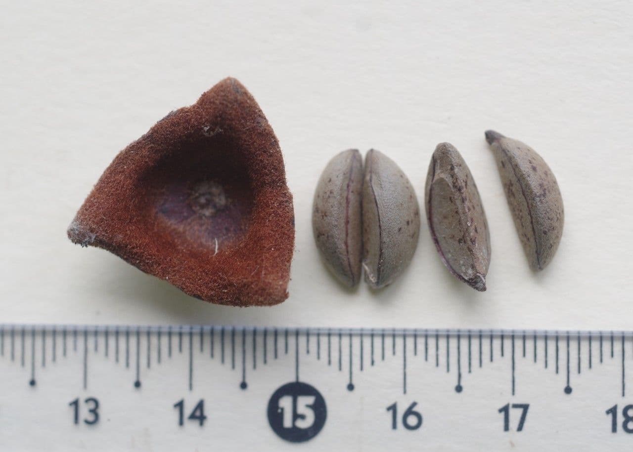 Diospyros 3