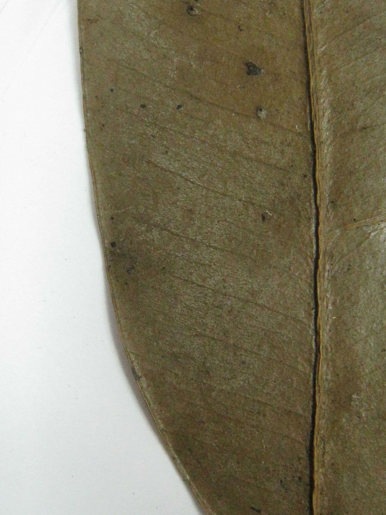 Aspidospermum 5