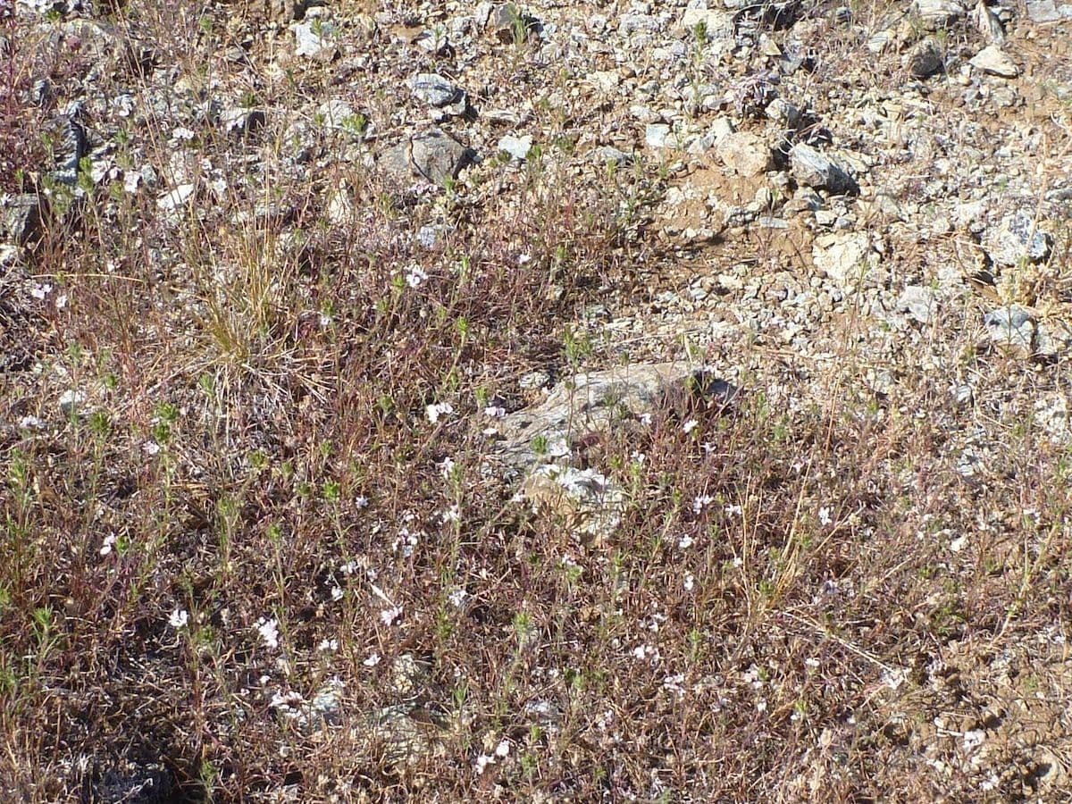 Calycadenia multiglandulosa 8