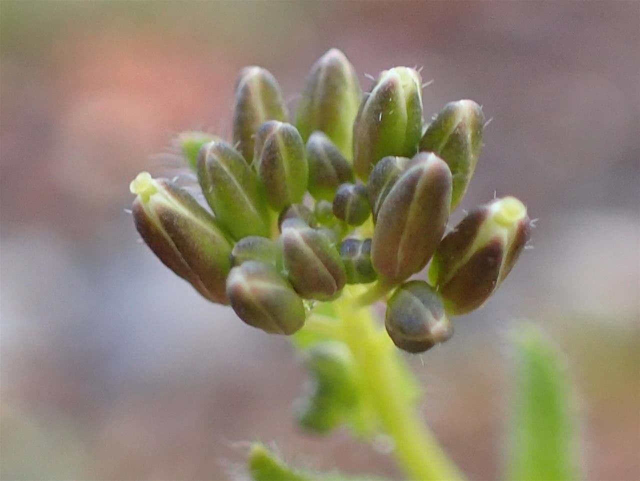 Arabis ciliata 3