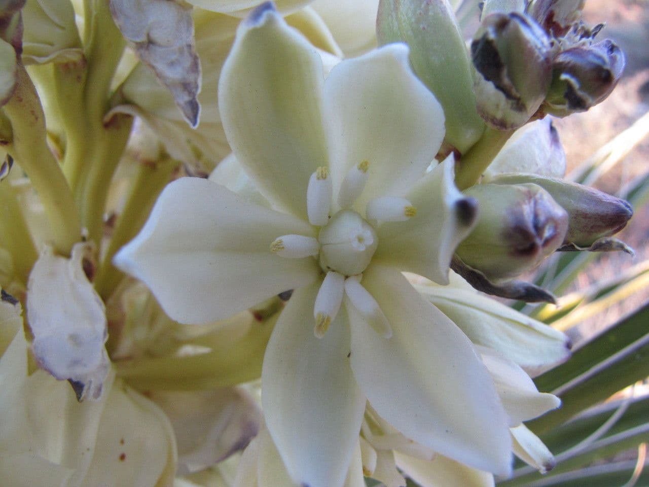 Yuca schidigera 4
