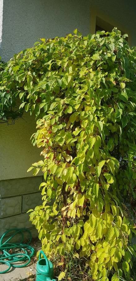 Schisandra chinensis 12