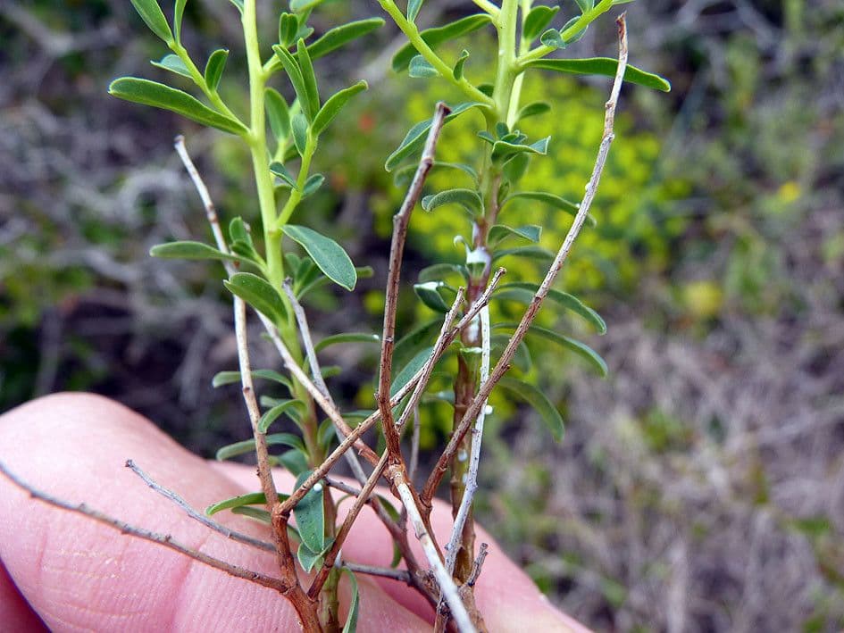 Euphorbia 27