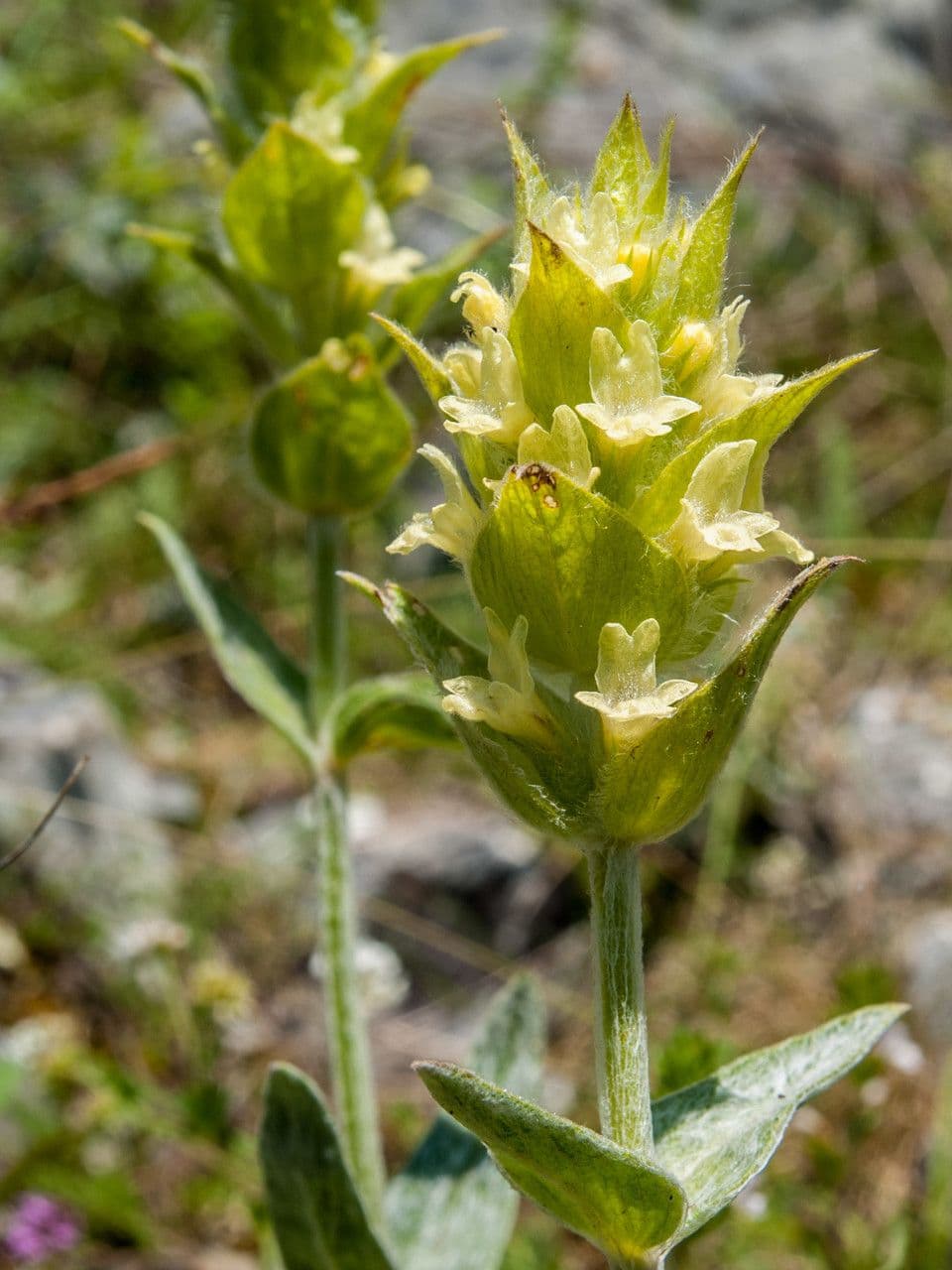 Sideritis dello Scardus 3