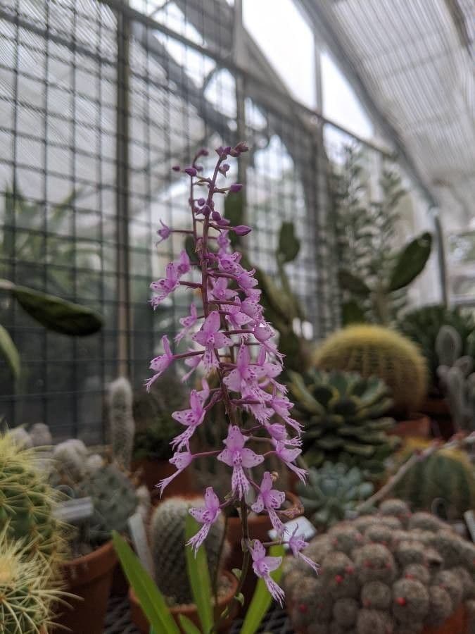 Stenoglottis 3