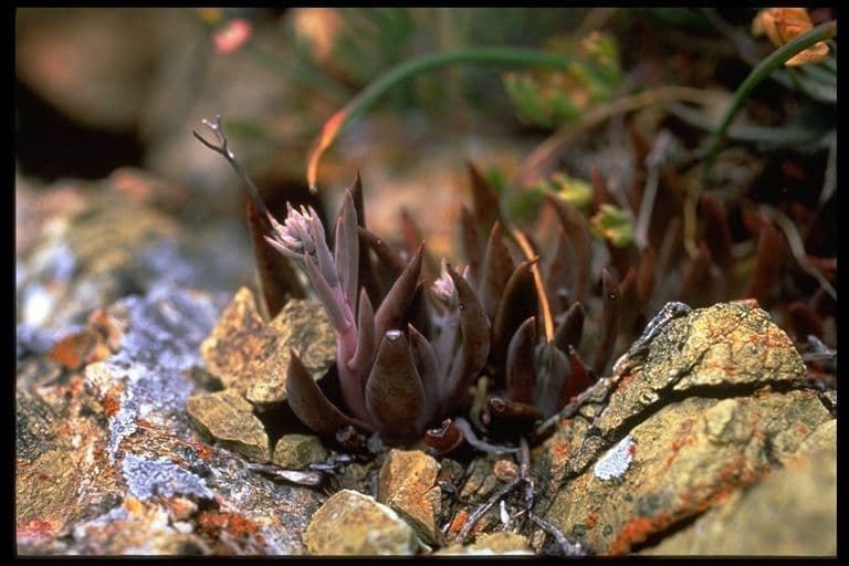 Dudleya 6