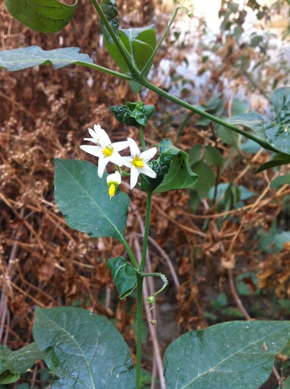 Solanum douglasii 14