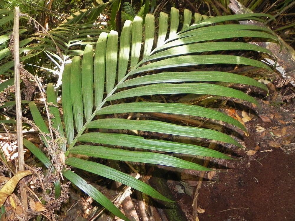 Cyphosperma 8